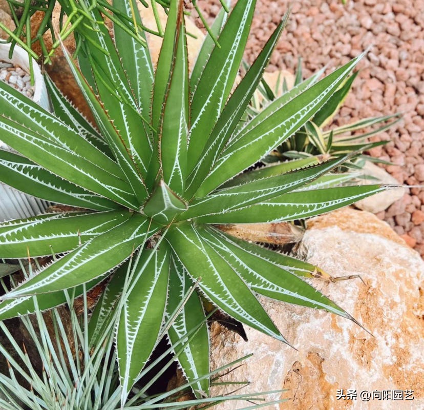仙人球龙舌兰造景,龙舌兰造景花园