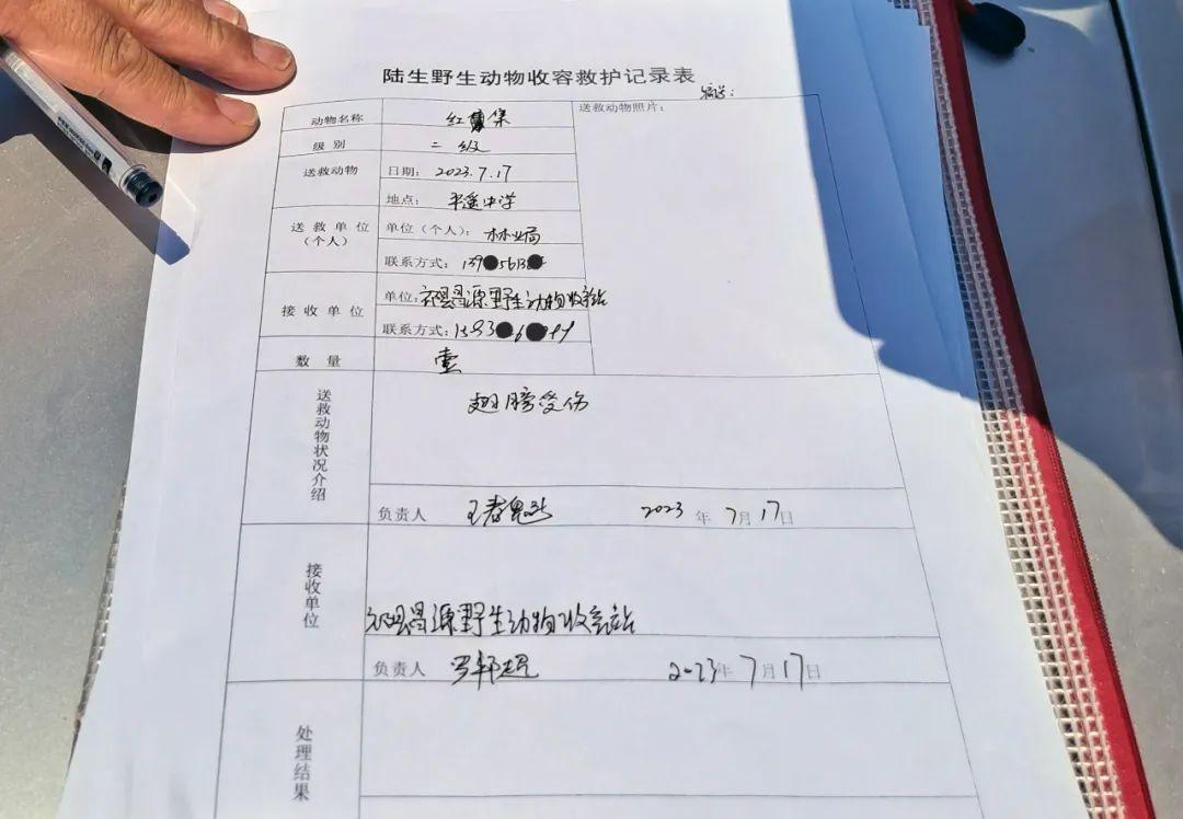 小红隼落难获救助,大妈救助一只红隼下集