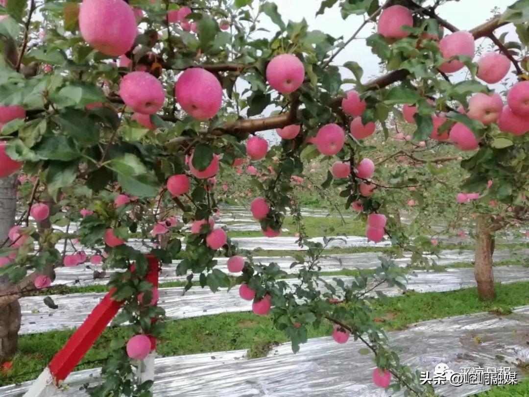 平凉泾川足球赛,甘肃泾川文汇足球赛视频