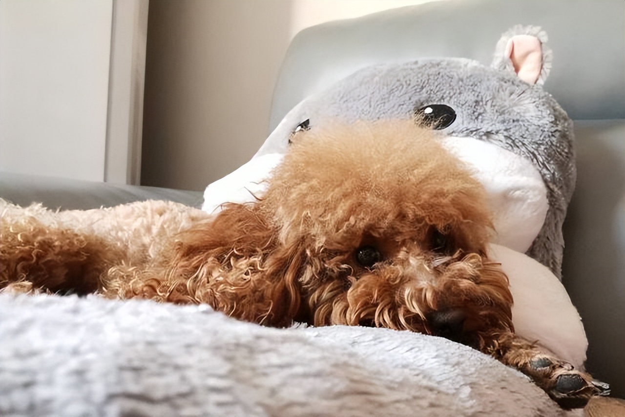 泰迪最想告诉你的几件事,泰迪知道什么秘密