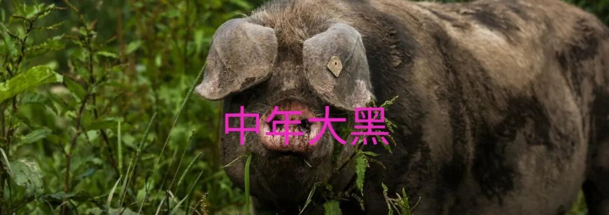 小猪佩奇英文诗歌,小猪佩奇英语绘本故事