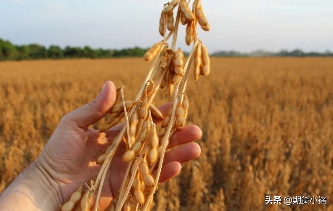 大豆行情如何破局,大豆压榨利润如何影响豆粕价格
