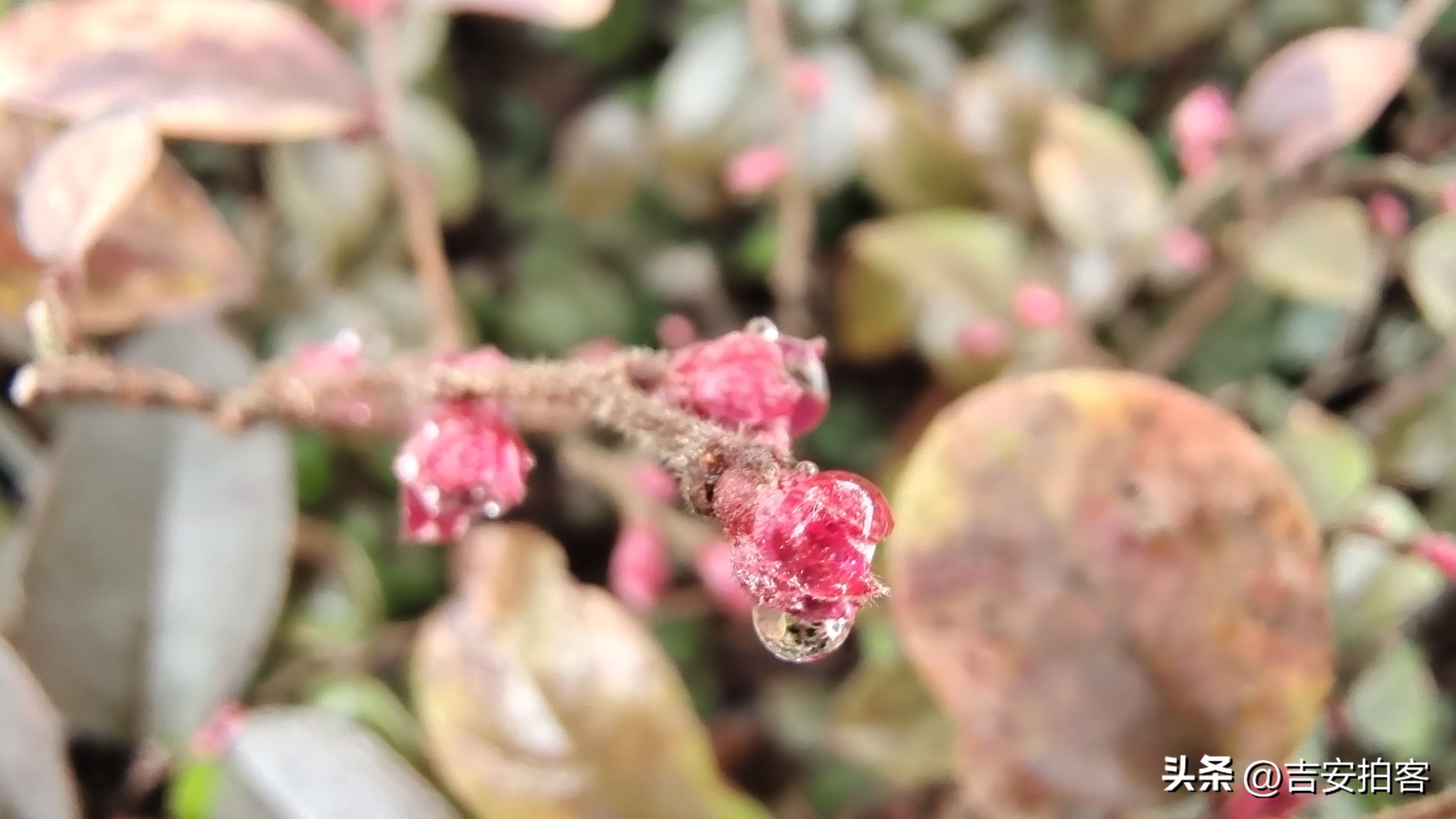 春雨滋润下的红花檵木