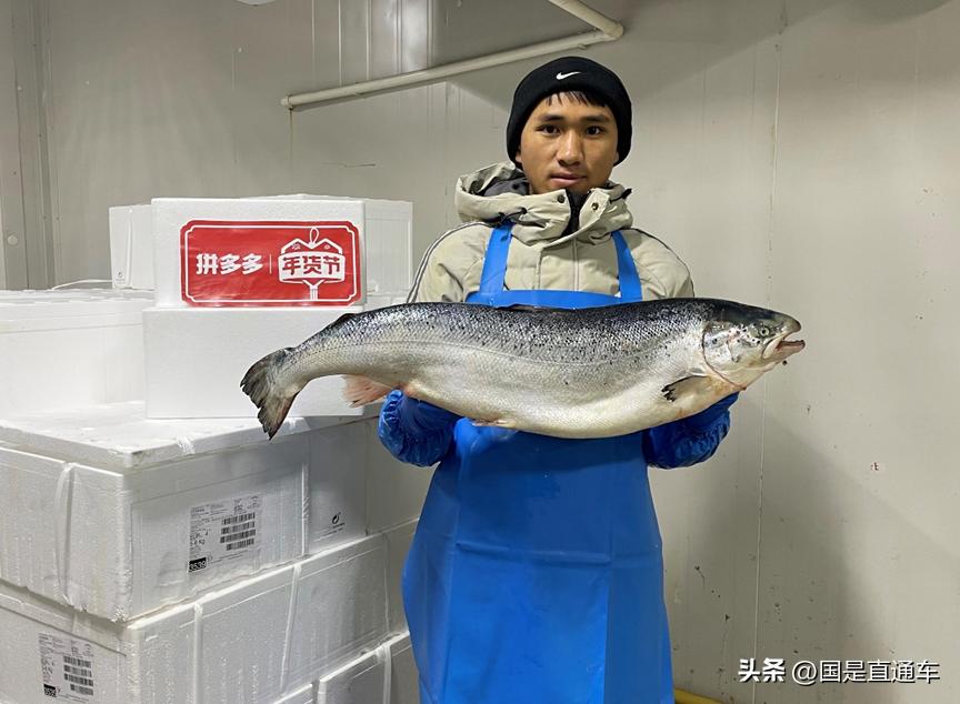 鎸▉涓夋枃楸兼嫾澶氬 (涓夋枃楸兼嫾澶氬鎸▉骞磋揣鍐伴矞椁愭)