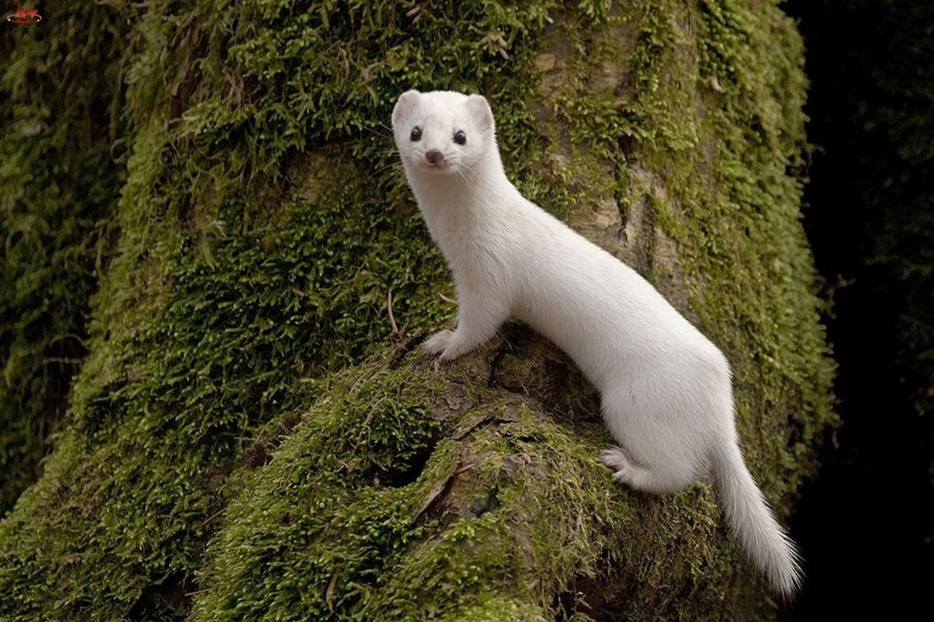 八种极为危险的可爱动物,猫是世界上最可爱的动物