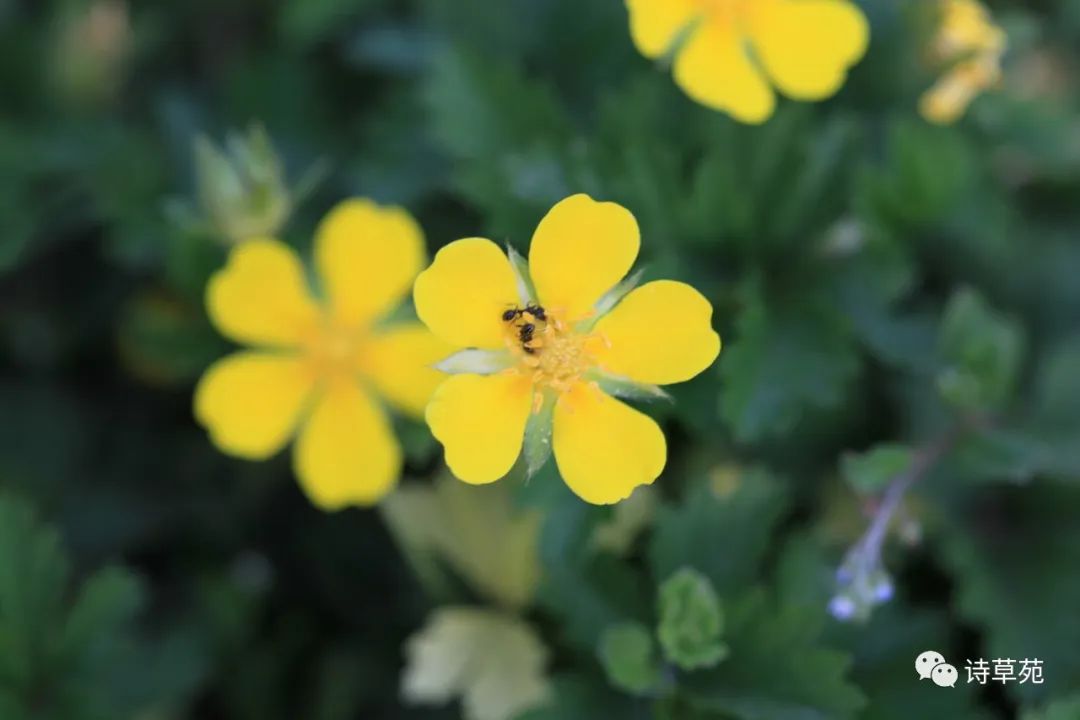 蚂蚁为什么晴天采蜜,蚂蚁在采蜜