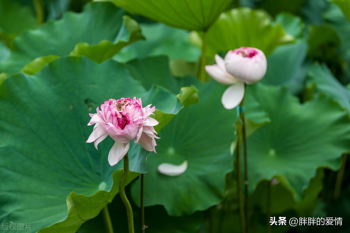 简单的喜欢最长远，平凡的陪伴最心安，懂你的人最温暖
