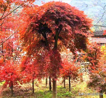 秋枫八角枫,八角枫与秋枫