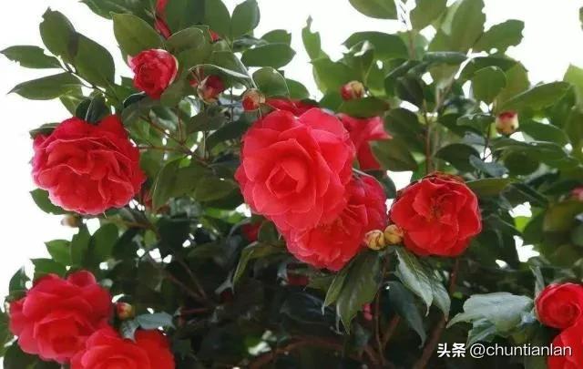 山茶花纯音乐,山茶花