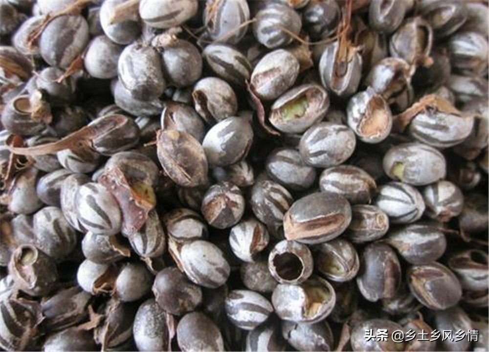 洋辣子养虫子,洋辣子防治害虫