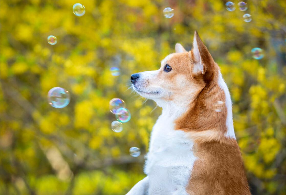 养柯基幼年需要注意的一些事项,养三个月幼崽柯基新手要注意什么