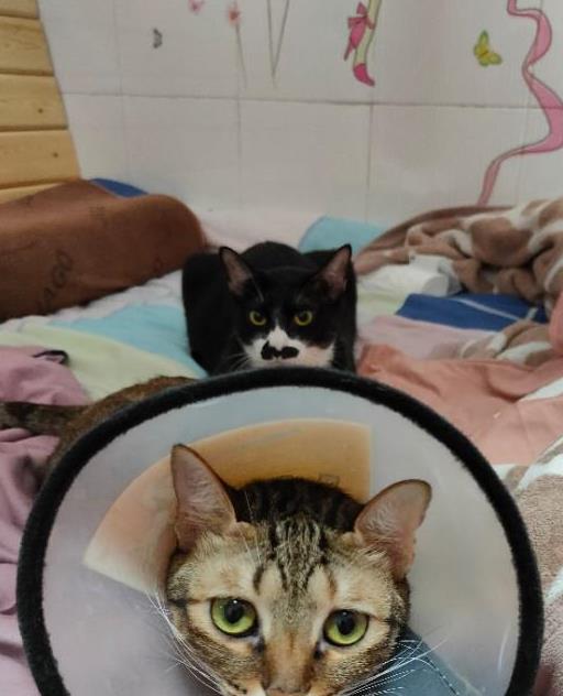 猫咪生病怎么办才能治好,猫咪生病怎么办最好的方法