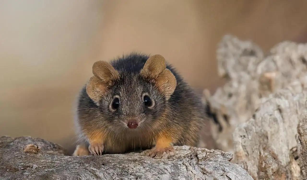 黑寡妇蜘蛛海关查获,截获黑寡妇蜘蛛