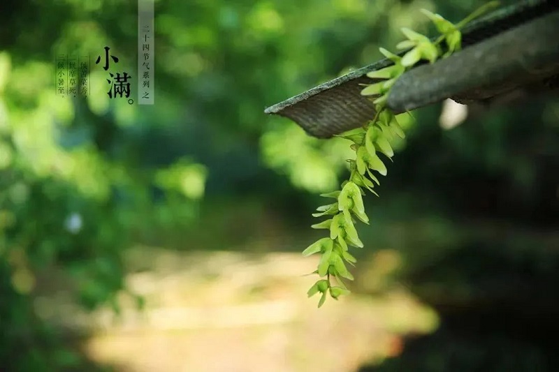 人生没有大满只有小满文案,小满文案今日小满人生向阳处