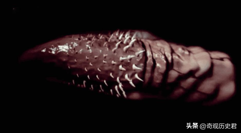 雄性动物进化器官,雄性生物生殖进化