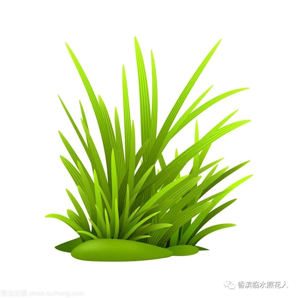 部编三年级下册习作我的植物朋友,三年级下一单元习作我的植物朋友