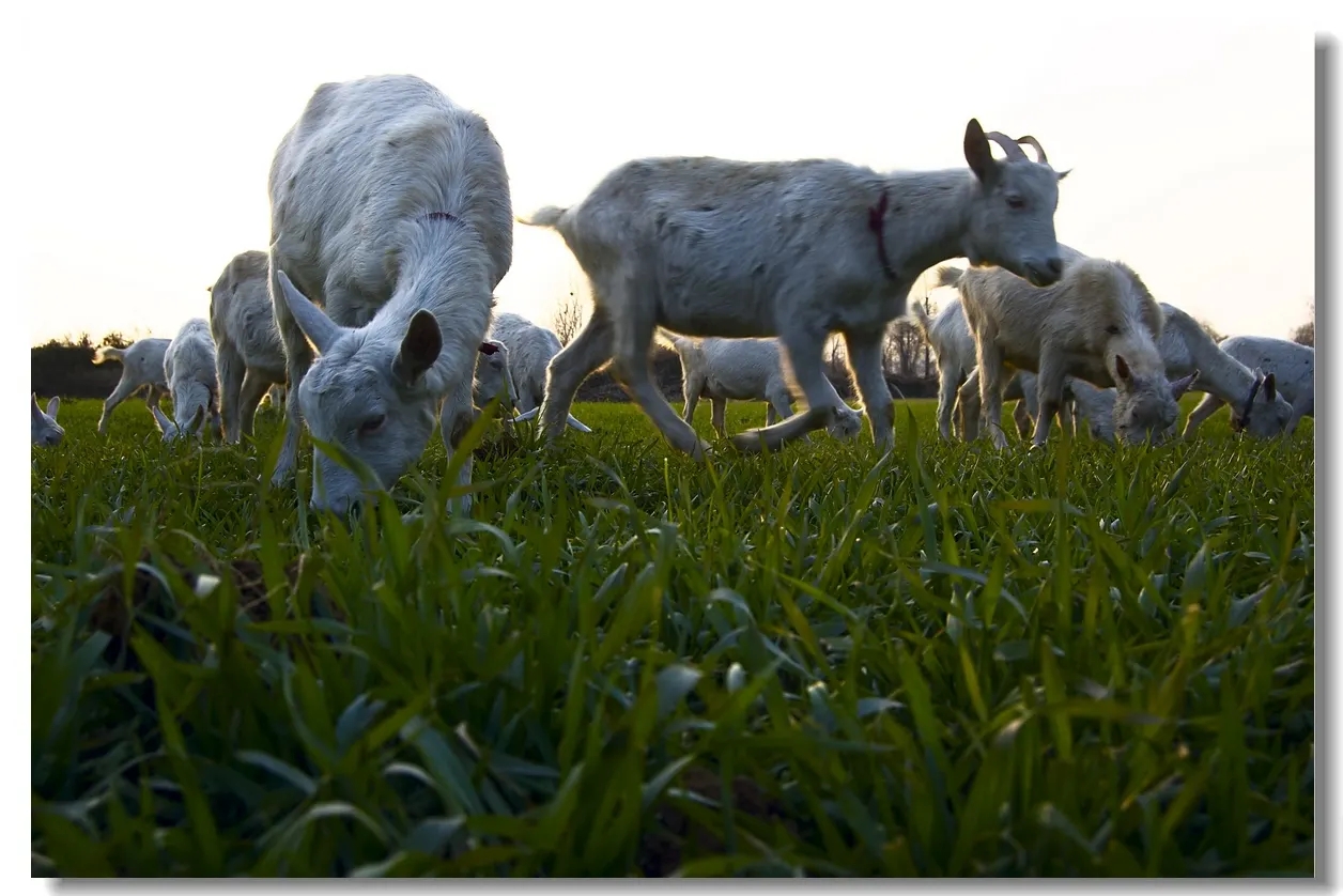 麦子是先旺后不能旺的真实情况,小麦拔节后怎么控旺