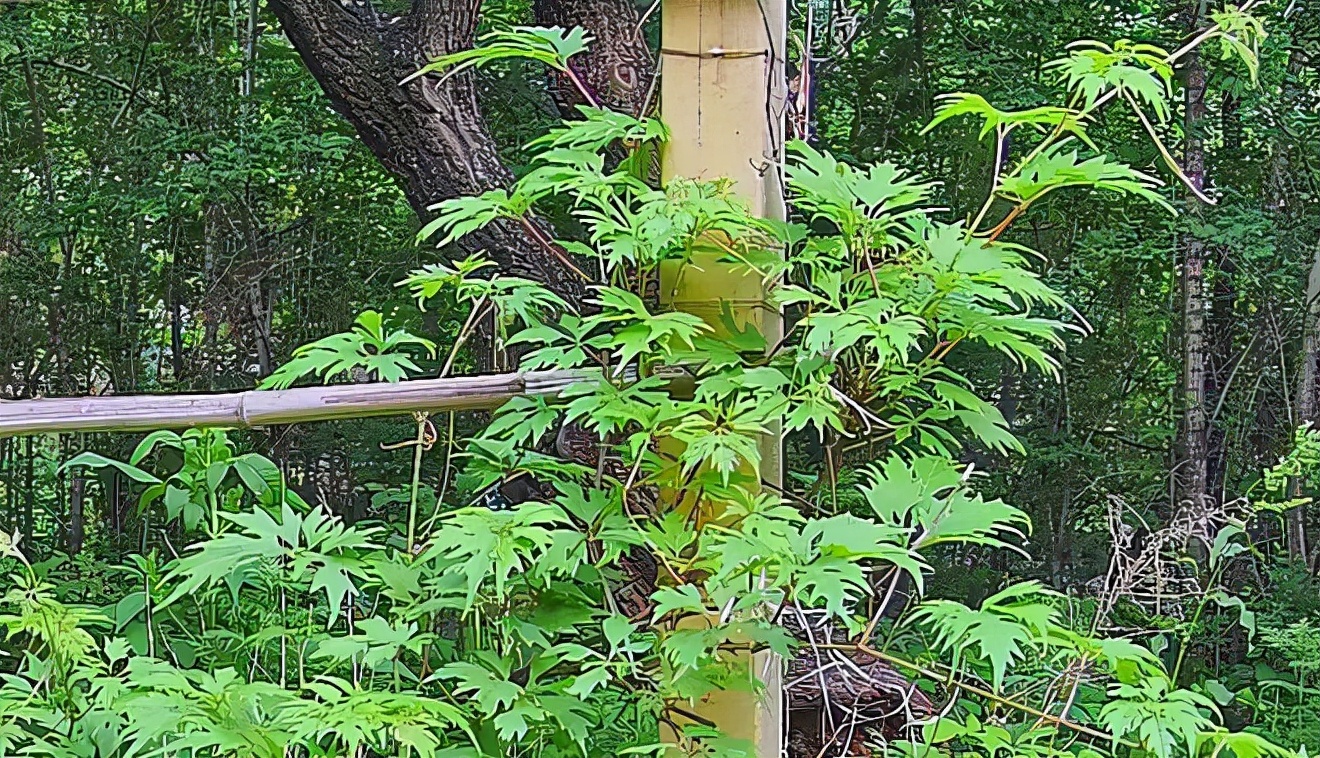 海康威视摄像头守护功能,海康威视在北京什么地方