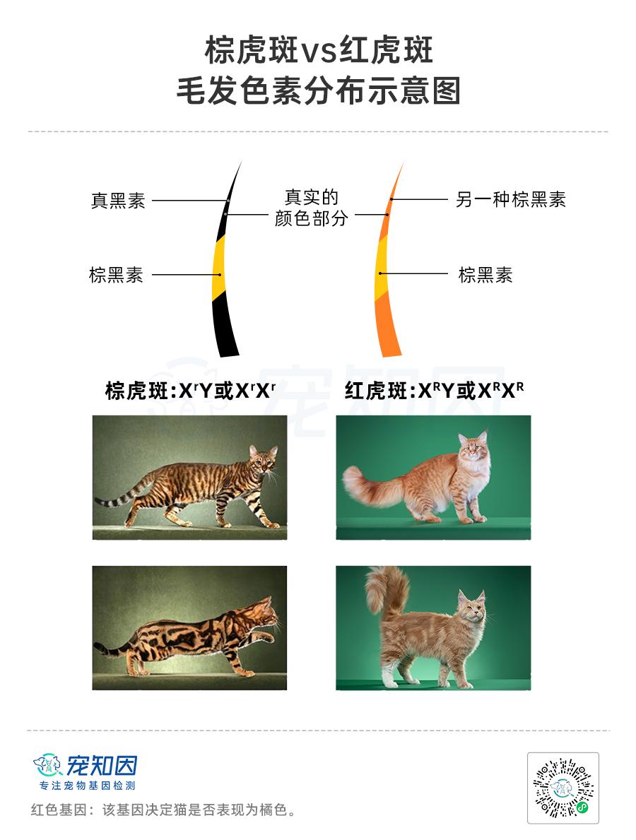 基因技术重大突破,基因科技的重大突破
