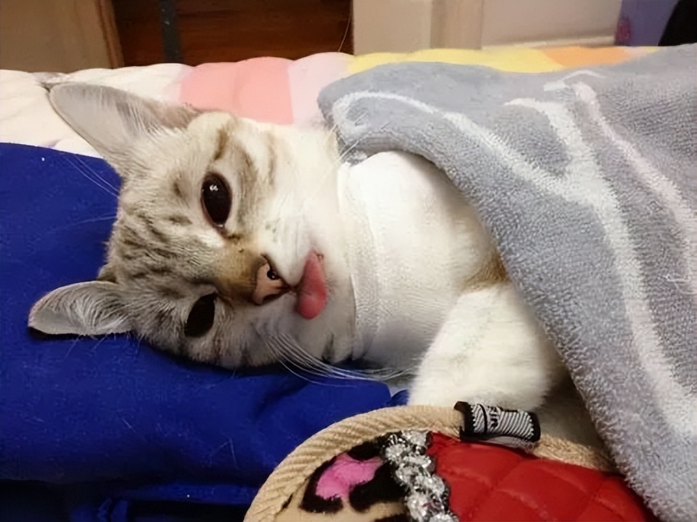 猫咪突然粘人张嘴喘气,猫咪像狗一样张嘴喘气是什么问题