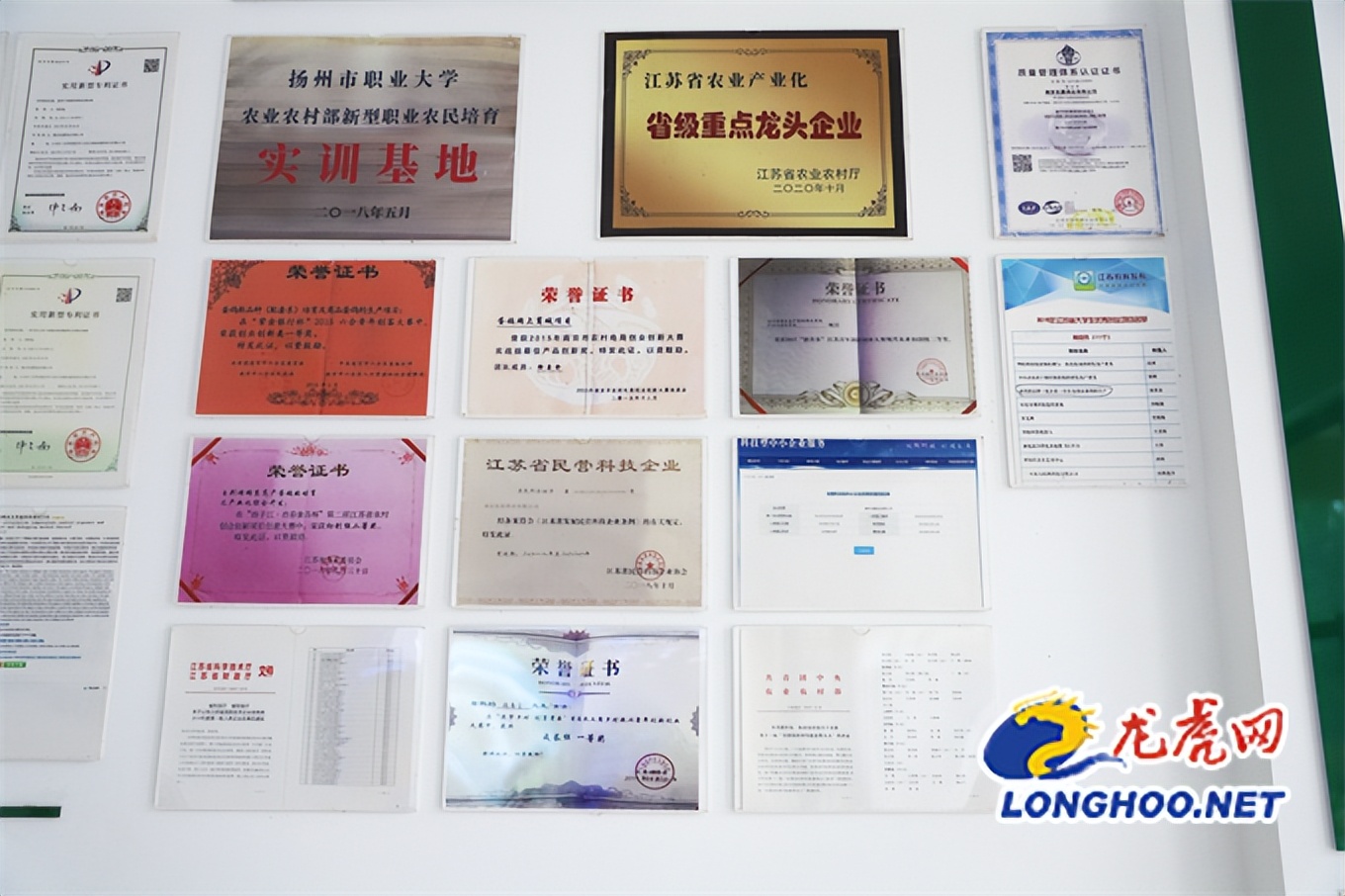 小鸽子大产业,小鸽子孵出乡村大产业