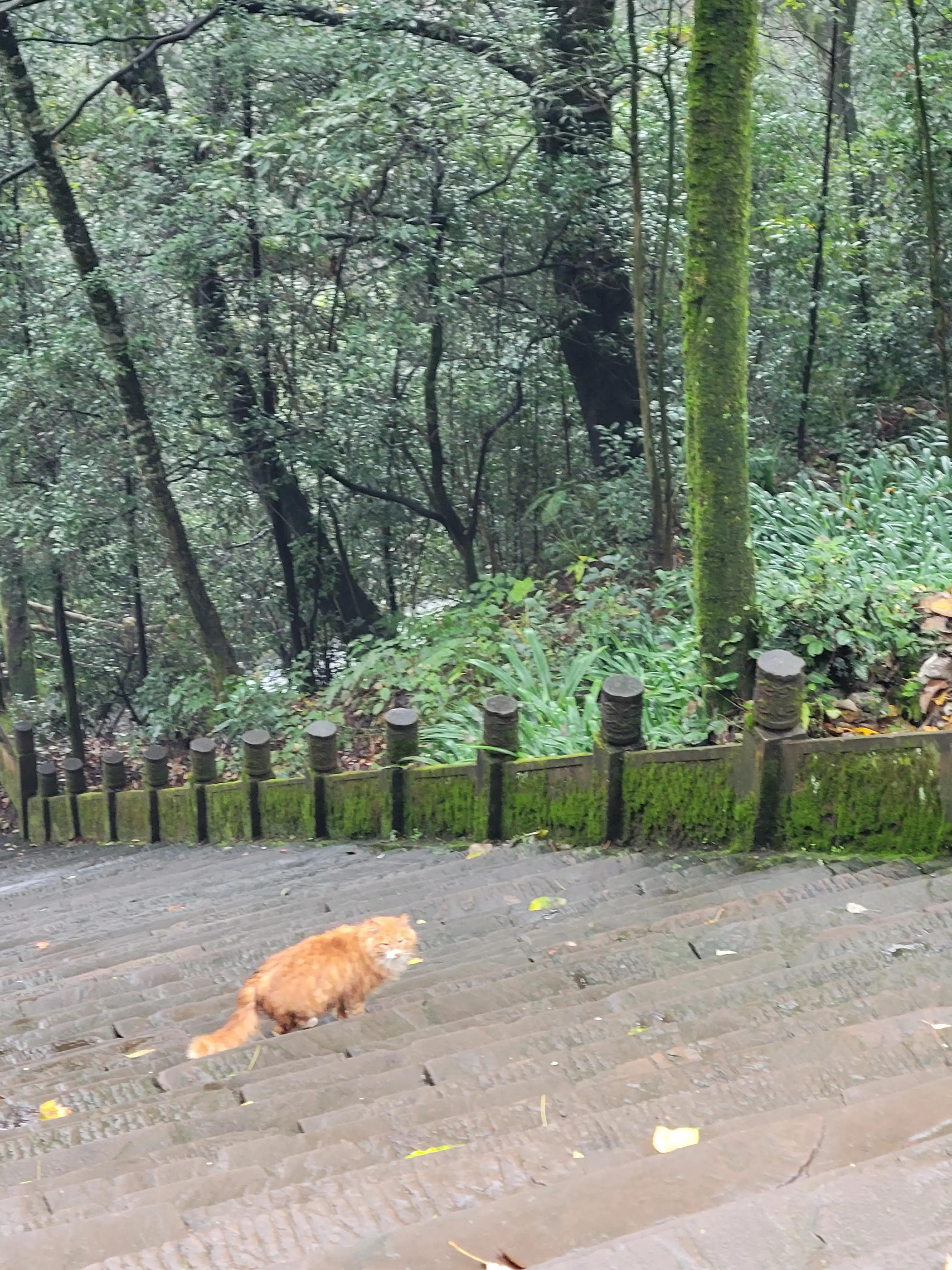 雅安蒙顶山一日游攻略,雅安蒙顶山风景区旅游攻略