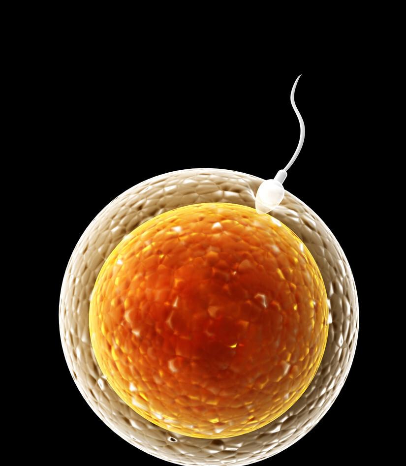 生男生女取决于精子？科学家发现卵子也有选择权，但结果却很意外