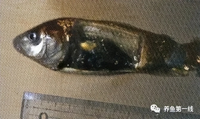 水生生物大盘点,水生生物多图排版