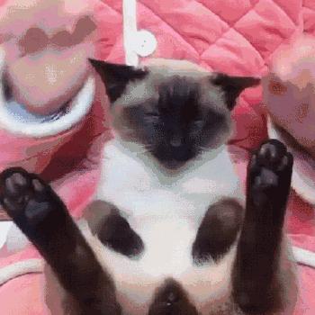 哪些猫适合新手入手,新手选猫应该注意些什么