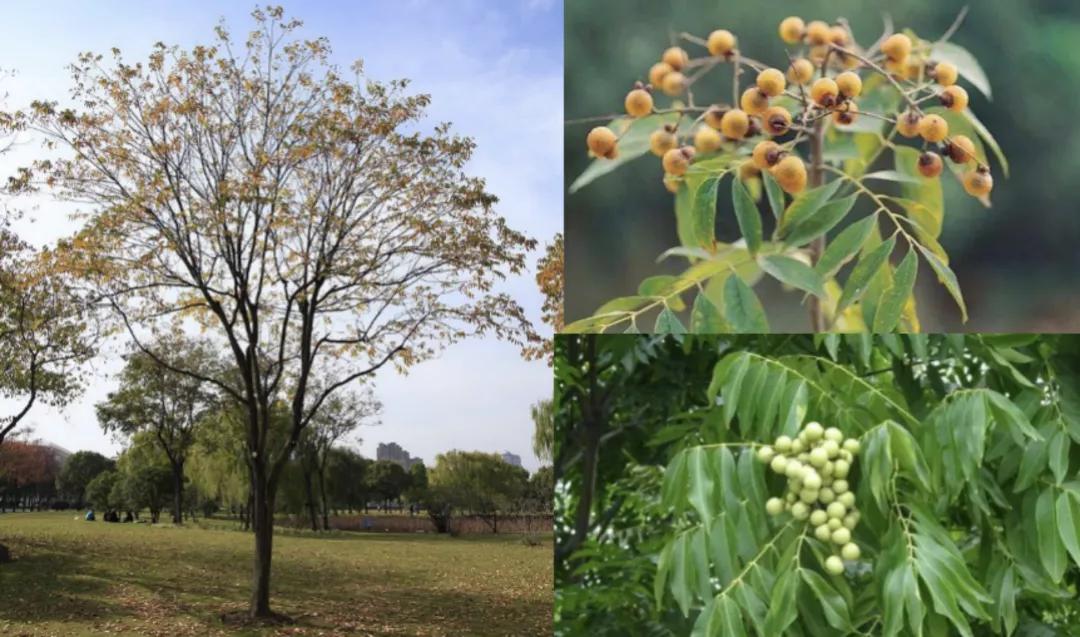 金质好房VOL.3|金地·云栖天悦规划城中园境，在线出圈