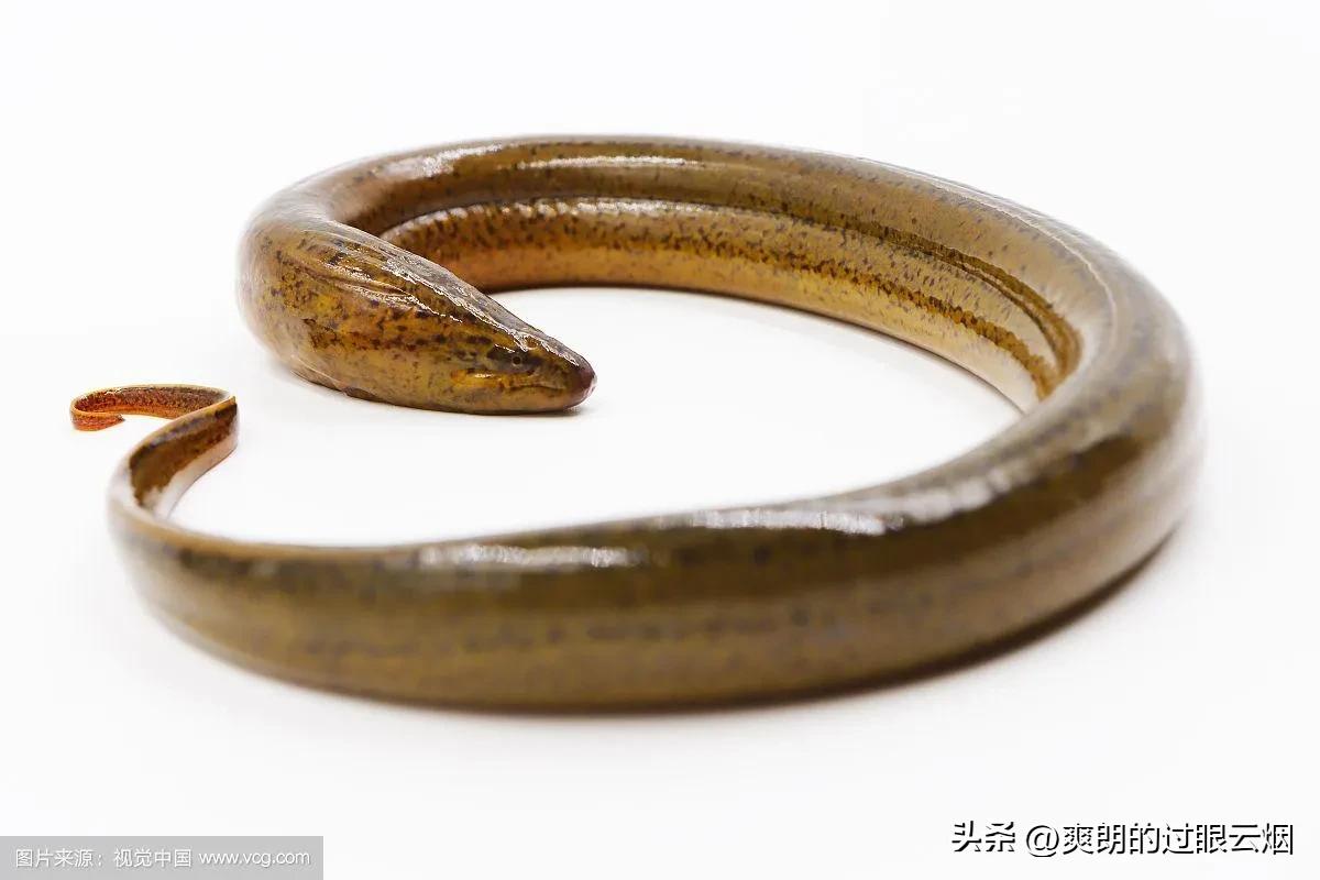 鲶鱼是世界上最脏的鱼,中国十大最脏鱼是什么鱼