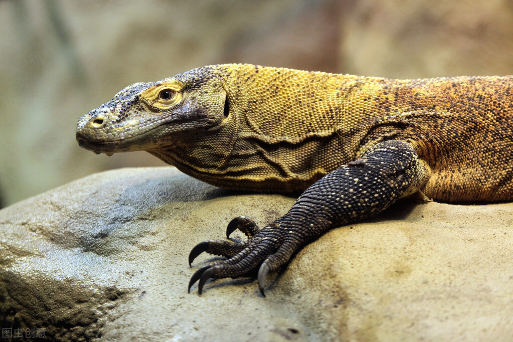 世界各国最稀有的国宝,100个国家国宝动物