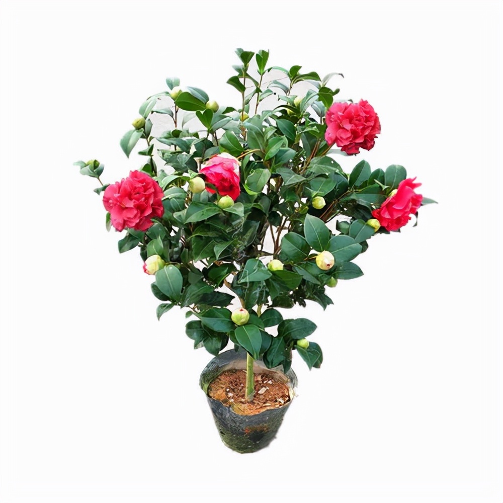 克瑞墨大牡丹花期,克瑞墨雪中开花