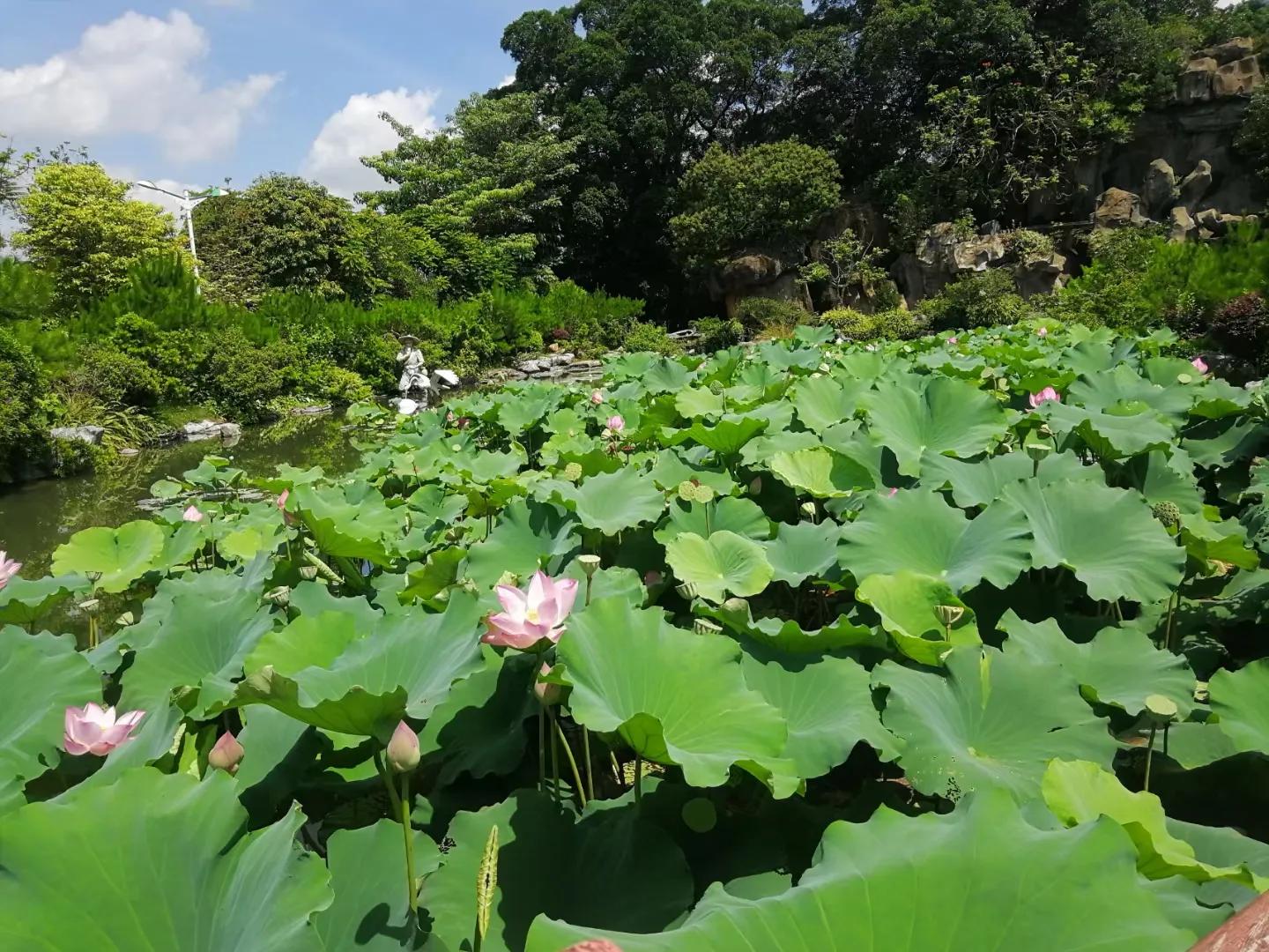 芒果的味道是怎样形成的,芒果的味道为什么那么好闻