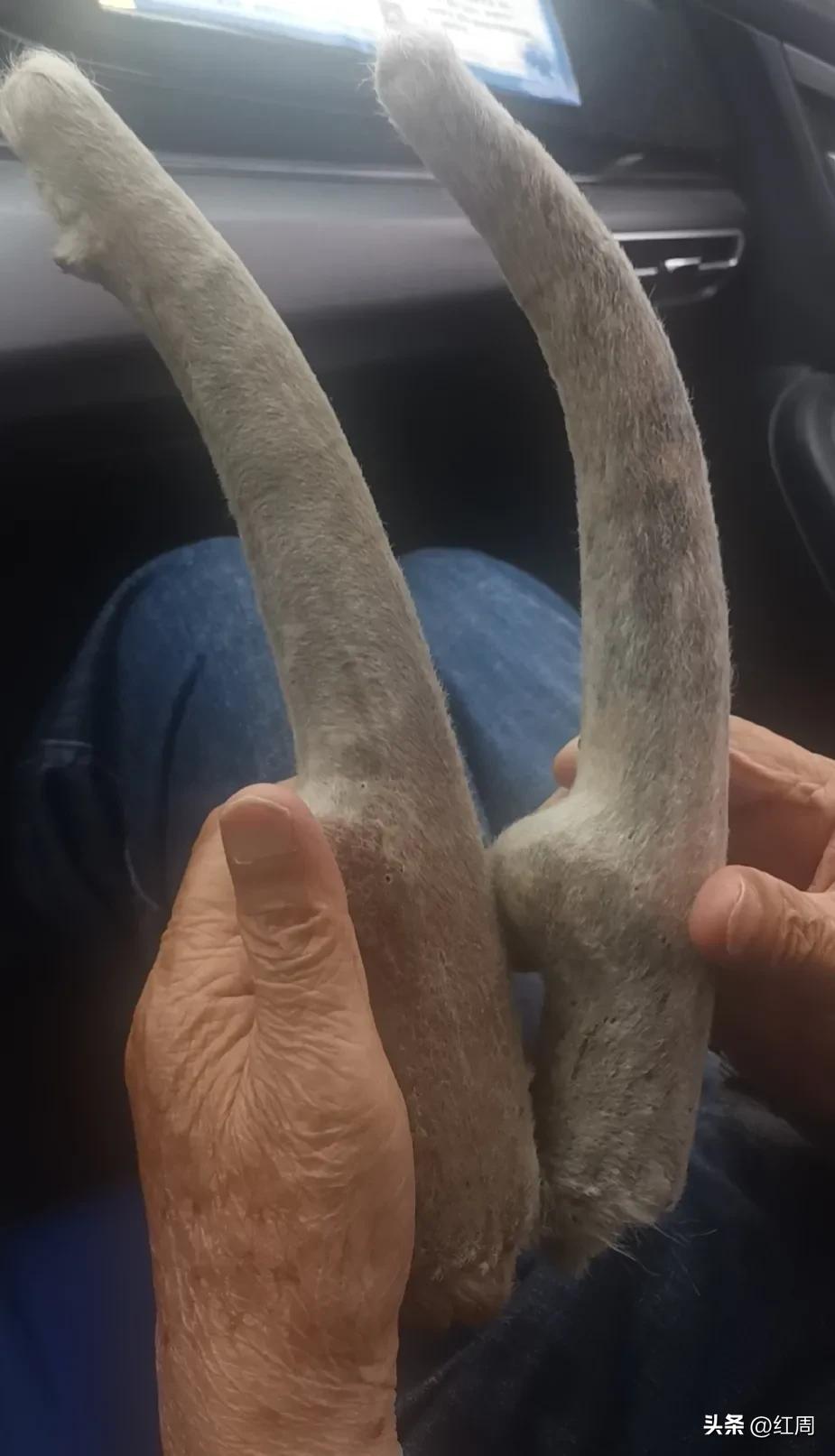 鹿茸最佳吃法,鹿茸500克价格表