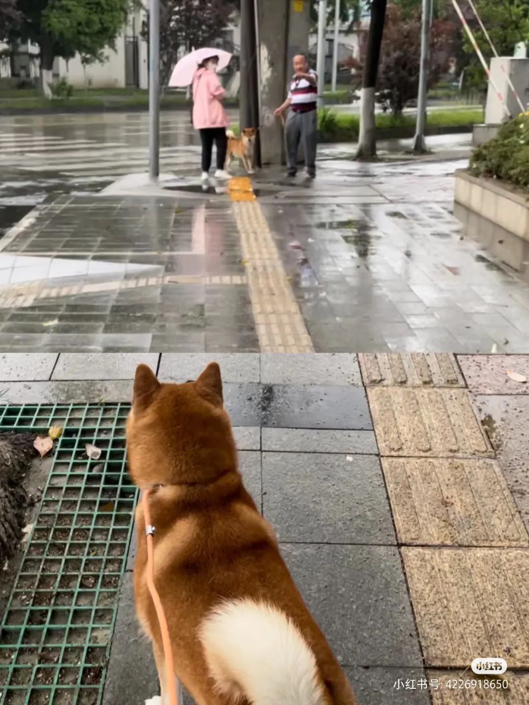 柴犬笑死,笑死人的柴犬视频