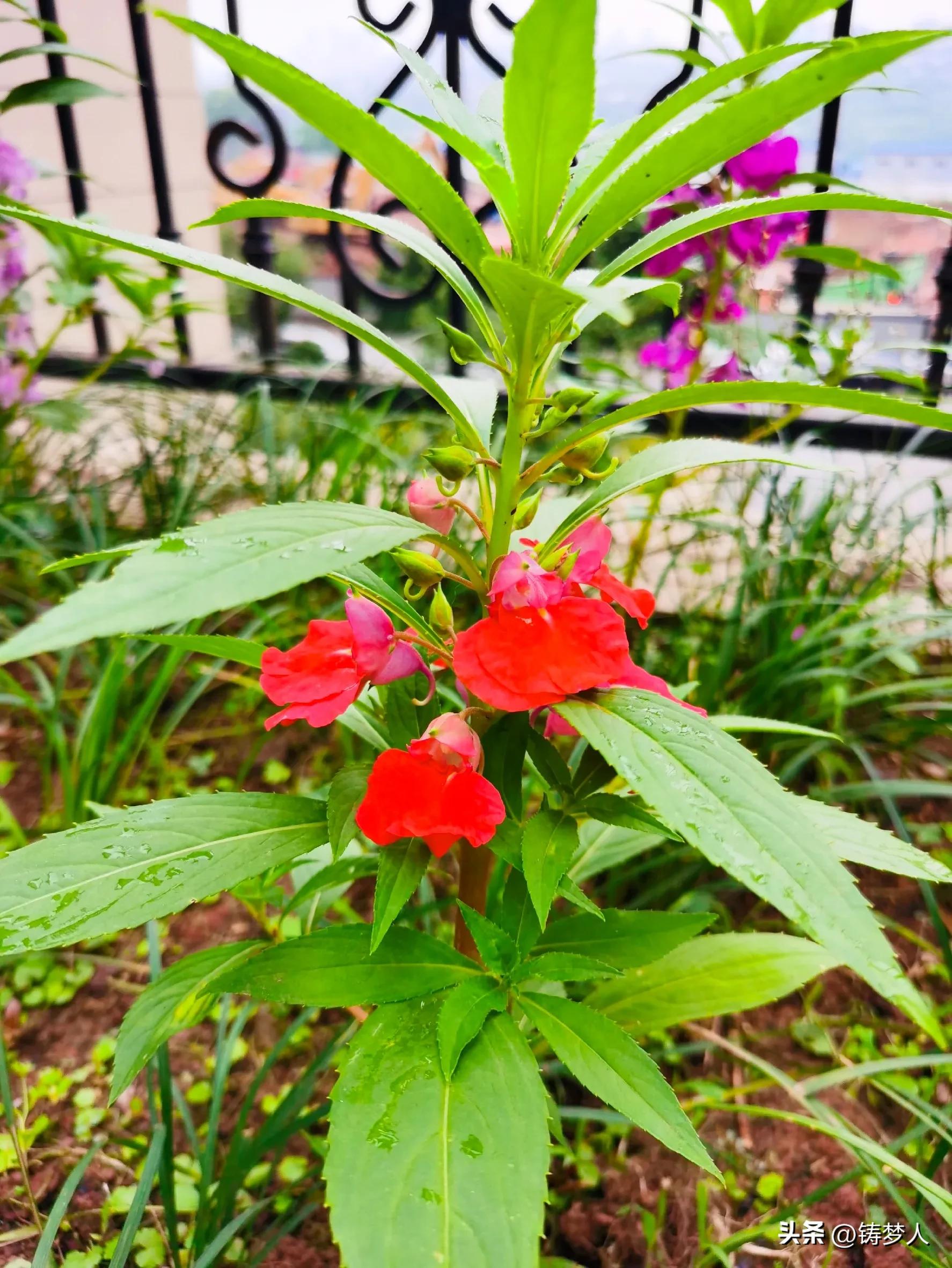 没有涂指甲油的指甲怎么涂指甲花,指甲花怎么弄颜色好看手还干净