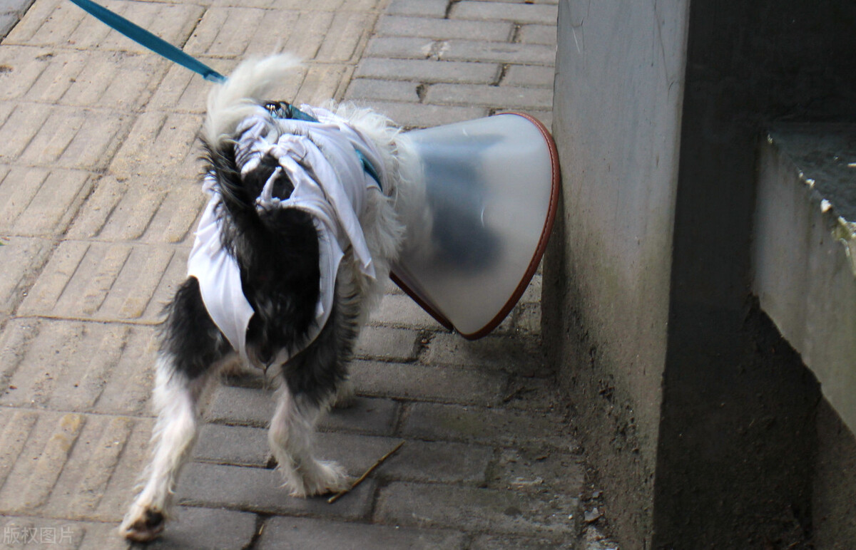 泰迪皮癣能用999皮炎平么,泰迪皮癣怎么治疗最好