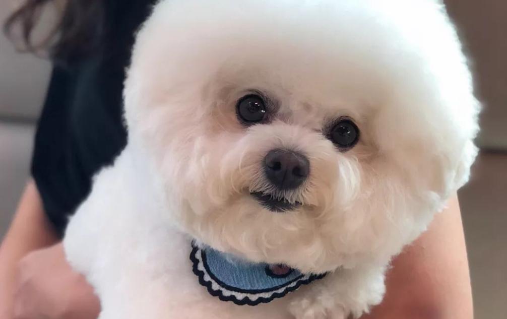 怎样治疗比熊的泪痕,比熊泪痕严重吃什么好