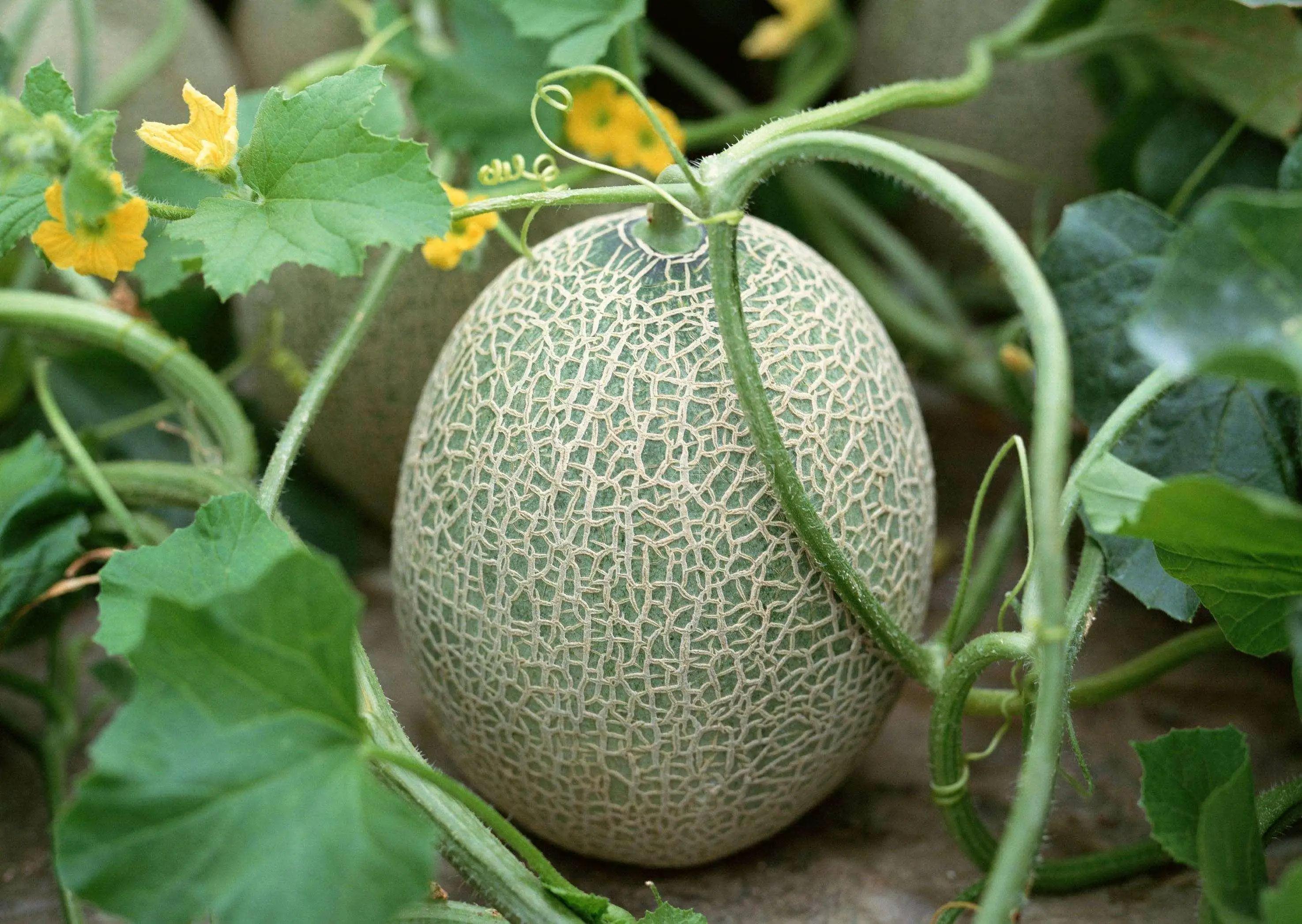 我国*疆新**特有的一种瓜，比西瓜好吃，才4元一斤，夏天吃消热解暑