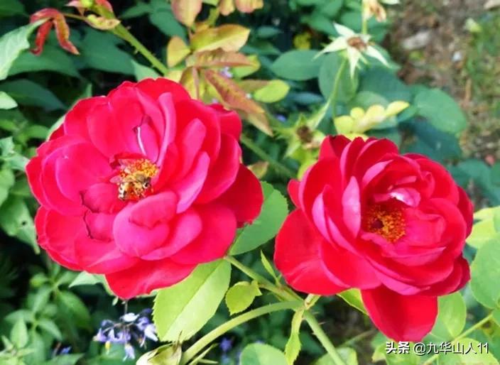 常见丰花月季品种一览,阳台盆栽丰花月季什么品种最好