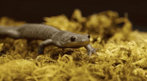 偷了5种不同精子,却只生女儿,这是地球上独一无二的生娃技巧