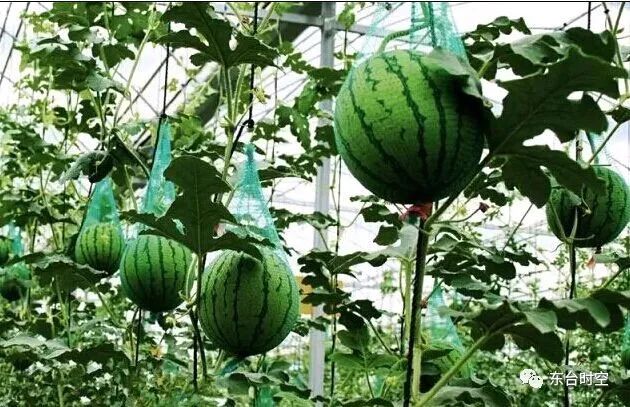 东台城市发展规划,东台发展最好的区域