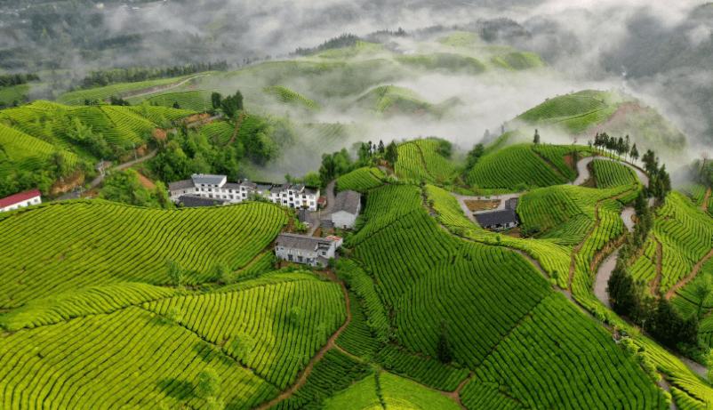 恩施硒茶富绿硒茶业,恩施硒茶文化