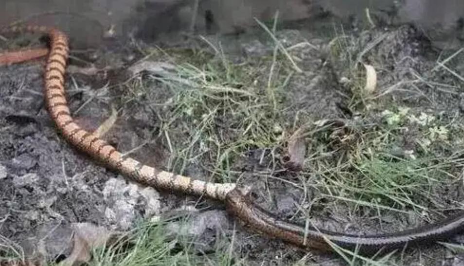 蛇吃毒蛇为什么不会中毒,蛇吃生肉为什么不会得病