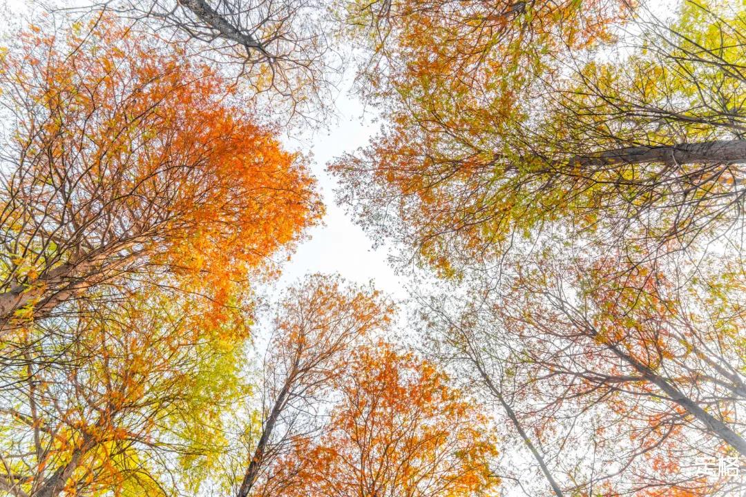 娲箹鍏洯娣卞湷,娲箹鍏洯鑽疯姳