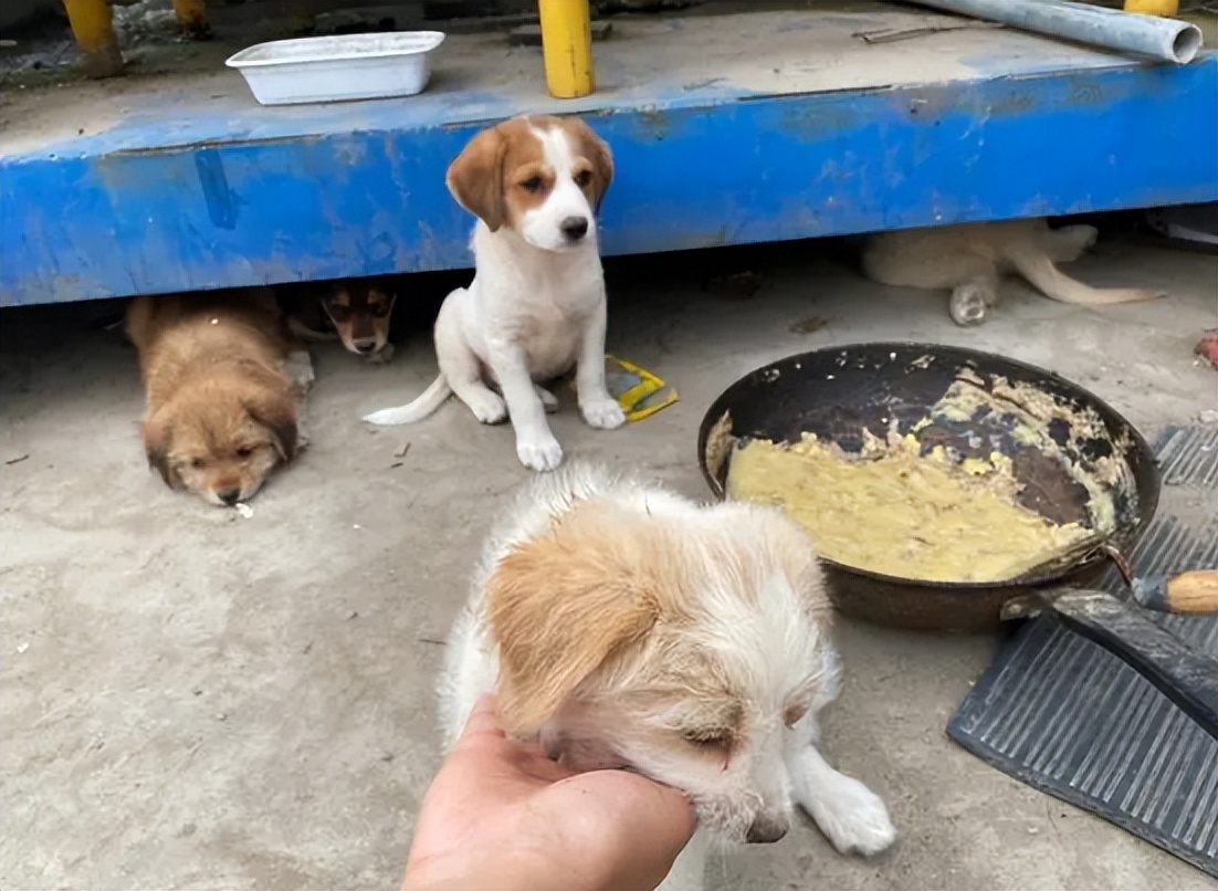 黄身白面土狗有什么说法,一黄二黑三花四白为什么黄色最好