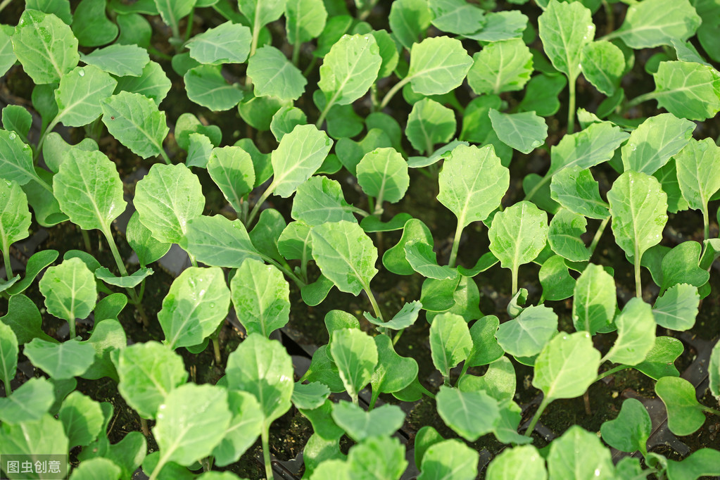 白菜出芽了之后种不活,白菜出苗了却不长怎么回事