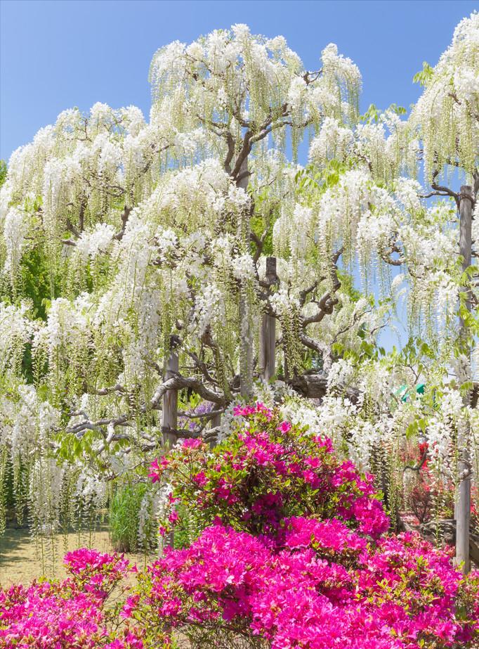 庭院四季常青不怕晒又耐寒的花树,适合在庭院里种植的花树有哪些