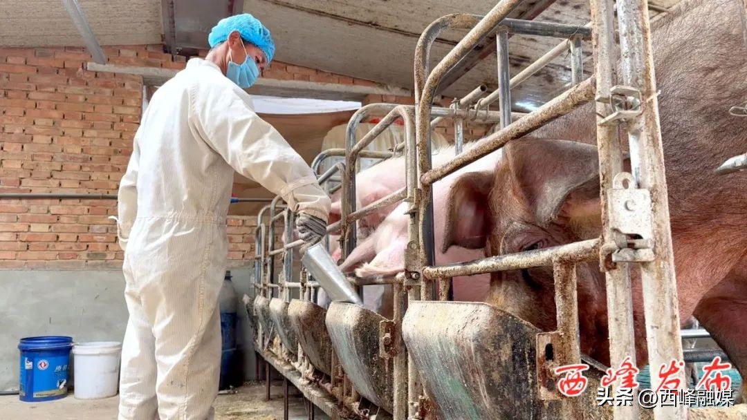 帅龙龙是干什么的,帅龙龙最新视频